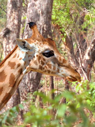 Kordofan Giraffe